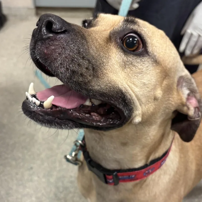 An adult medium-sized female Yellow / Tan / Blond / Fawn Mixed Breed dog named Paintbrush for adoption in Jacksonville, FL