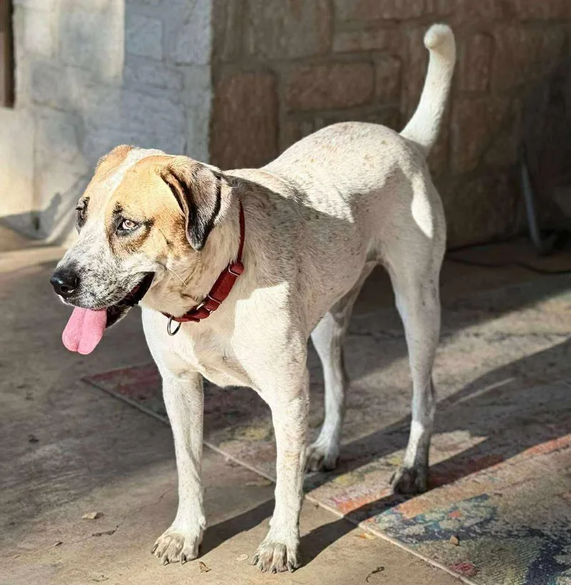 An adult medium-sized female Australian Cattle Dog / Blue Heeler dog named GingerSnap for adoption in Boerne, TX
