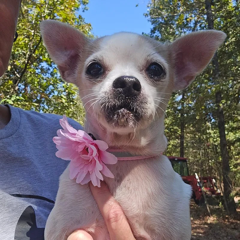 A senior small-sized female Chihuahua dog named Honey Bunny for adoption in Bessemer, AL