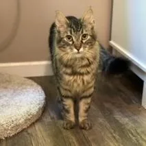 Archie