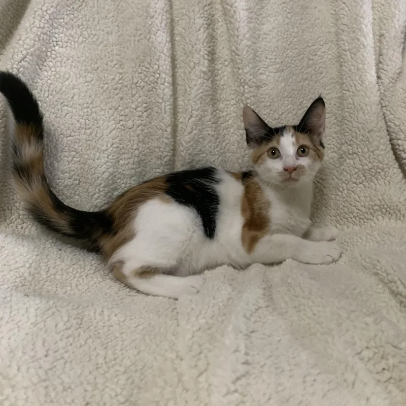 A baby medium-sized female Calico Domestic Medium Hair cat named Snickers for adoption in Alexandria, LA
