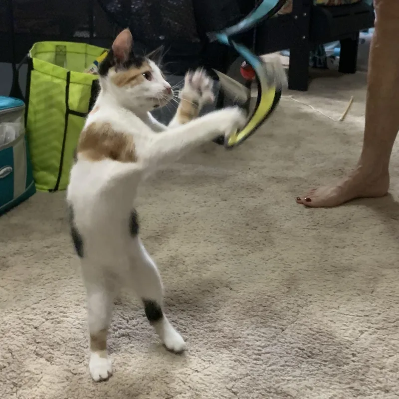 Snickers thumbnail 2