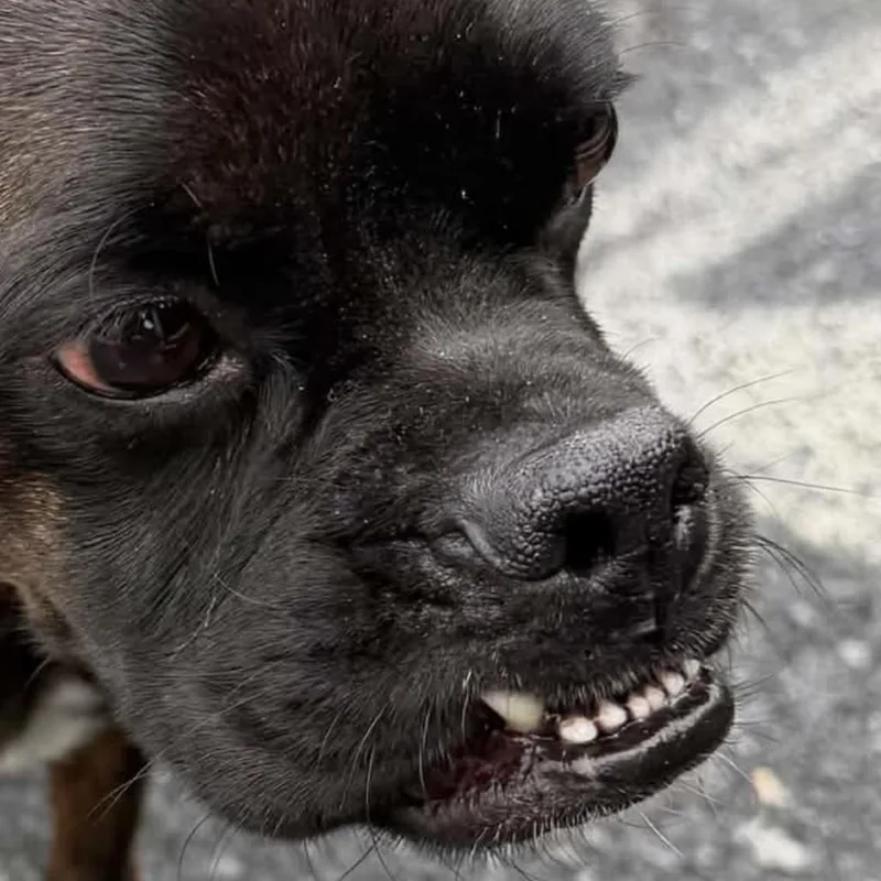 An adult medium-sized male Brindle Boxer dog named Polo for adoption in Rockville, MD