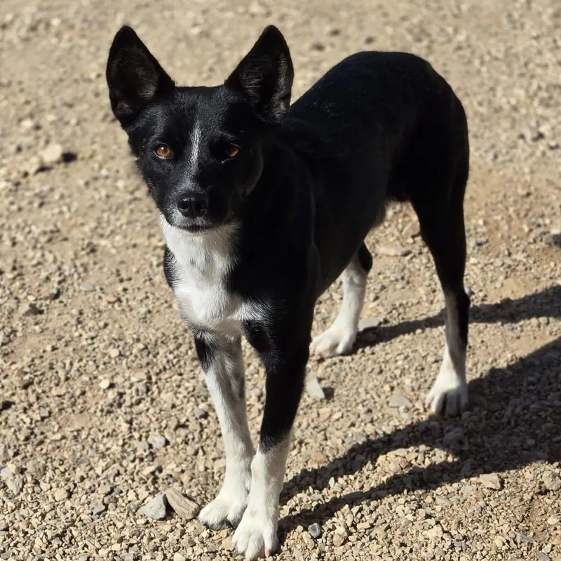 An adult medium-sized male Black McNab dog named Pepino for adoption in Wickenburg, AZ