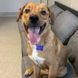 An adult medium-sized male Yellow / Tan / Blond / Fawn Mixed Breed dog named Dougee for adoption in Lansing, MI