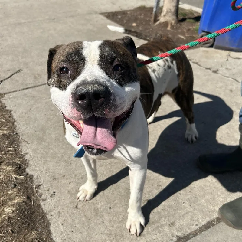 An adult large-sized male Brindle Pit Bull Terrier dog named Bruce for adoption in Weimar, CA