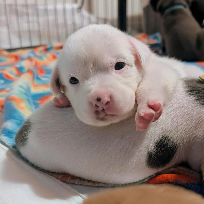 Birdie Pup  Dove