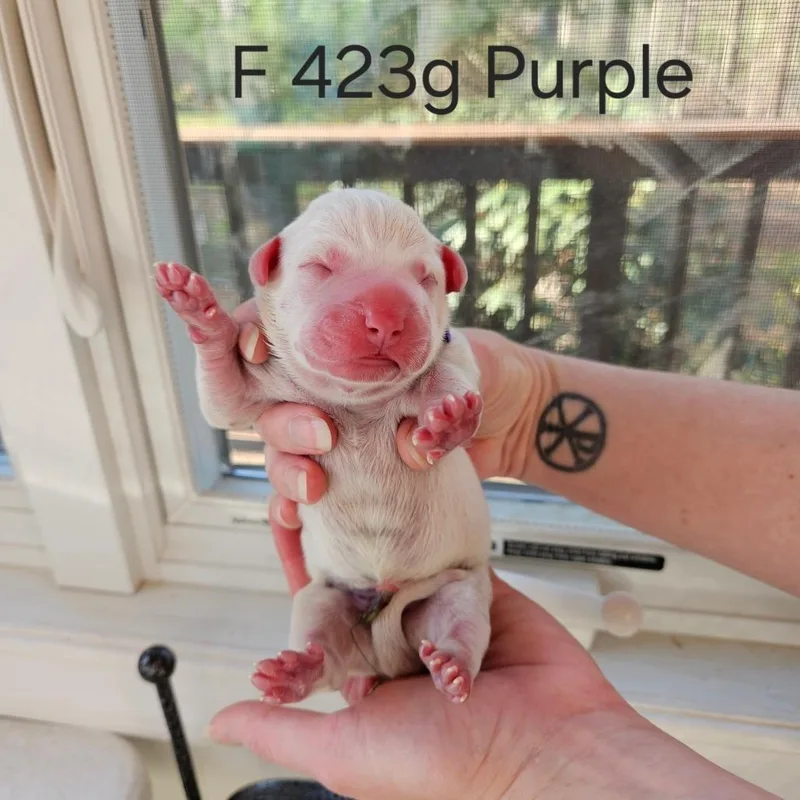 Birdie Pup  Dove thumbnail 2