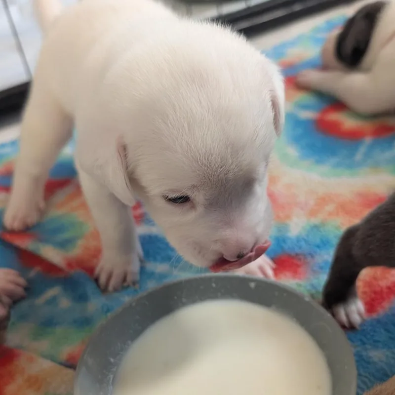 Birdie Pup  Dove thumbnail 3