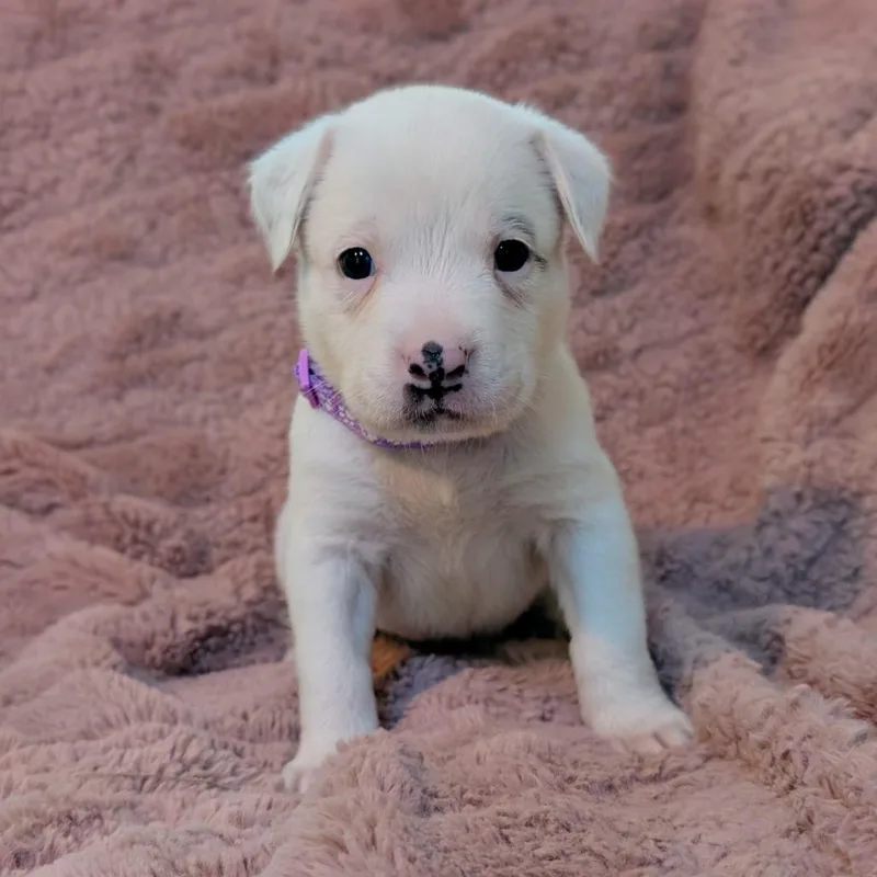 Birdie Pup  Dove thumbnail 4