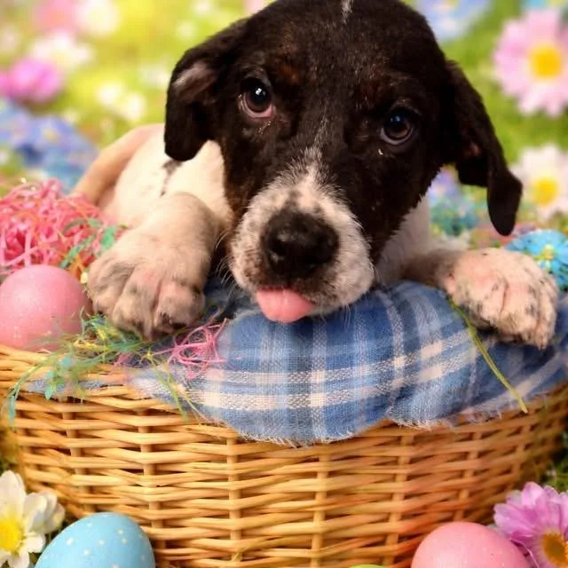 A baby medium-sized female Black Mixed Breed dog named Miranda Bailey for adoption in Fredericksburg, VA