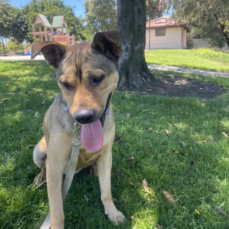 Coffie  Pounds + thumbnail 3