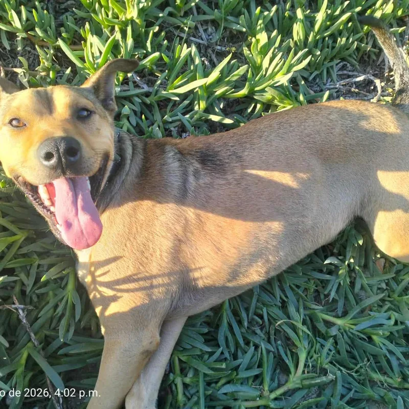 Coffie  Pounds + thumbnail 4