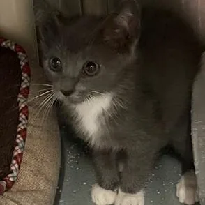 A baby medium-sized male Gray & White Domestic Short Hair cat named Hairy Styles for adoption in Honesdale, PA