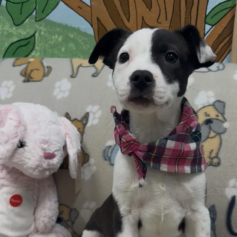 A young small-sized female Brown / Chocolate Mixed Breed dog named Pepper Aka Honey for adoption in Palestine, TX