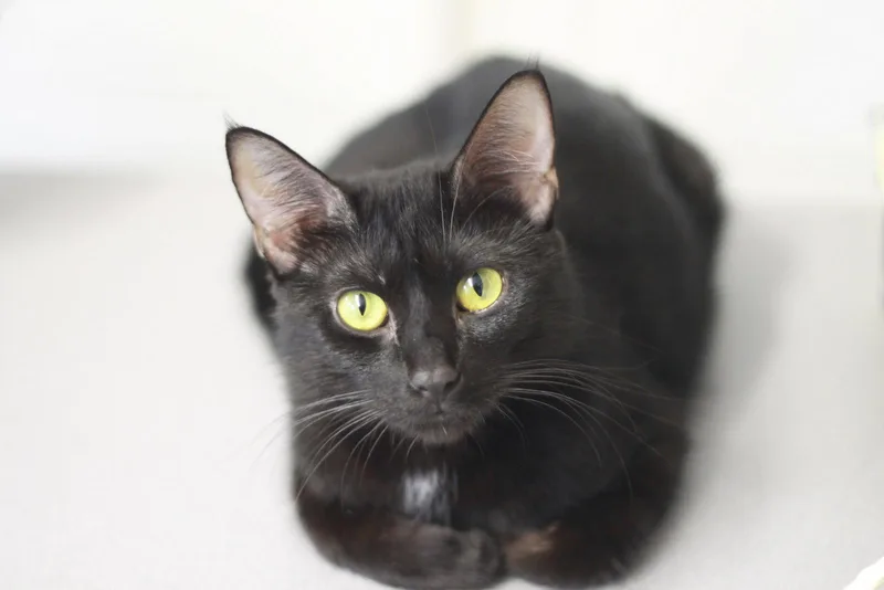 Ember