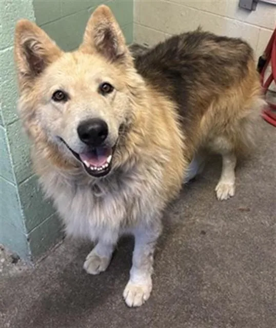 An adult extra large-sized male Alaskan Malamute dog named Mufasa for adoption in Sacramento, CA
