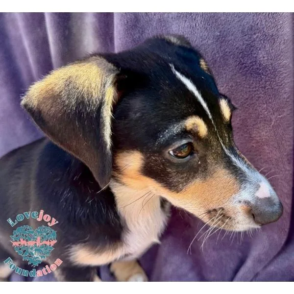 A baby medium-sized female Tricolor (Brown, Black, & White) Dachshund dog named Shirley Pups for adoption in Inglewood, CA