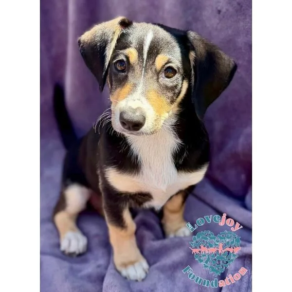 Shirley Pups thumbnail 2