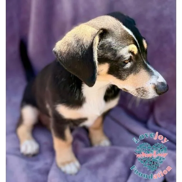 Shirley Pups thumbnail 3
