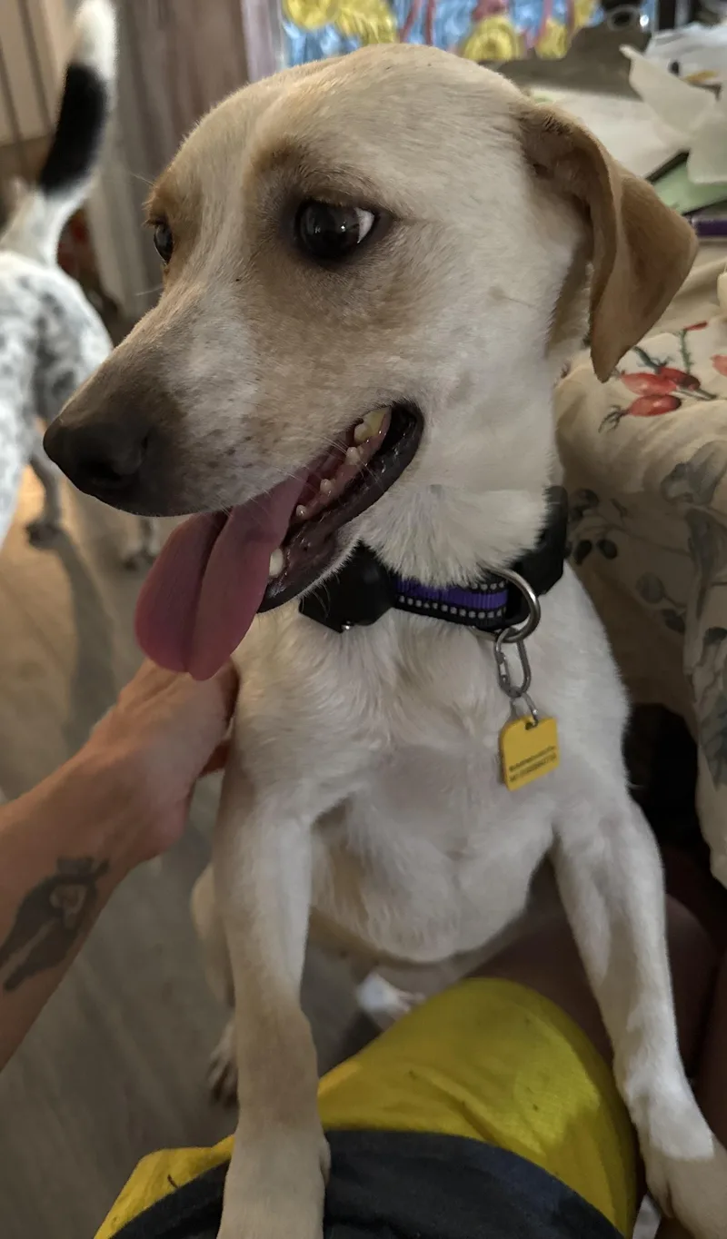 A young medium-sized female Chiweenie dog named Melondi for adoption in Folkston, GA