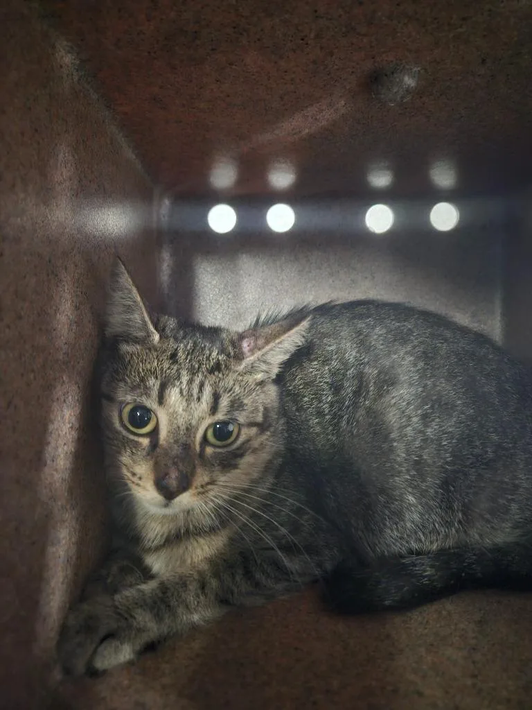 A young medium-sized female Domestic Short Hair cat named City Cat for adoption in Morgantown, KY