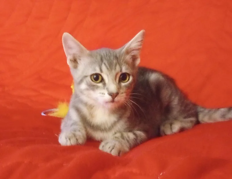 A baby medium-sized female Tabby (Gray / Blue / Silver) Domestic Short Hair cat named Fairy for adoption in Smithfield, NC