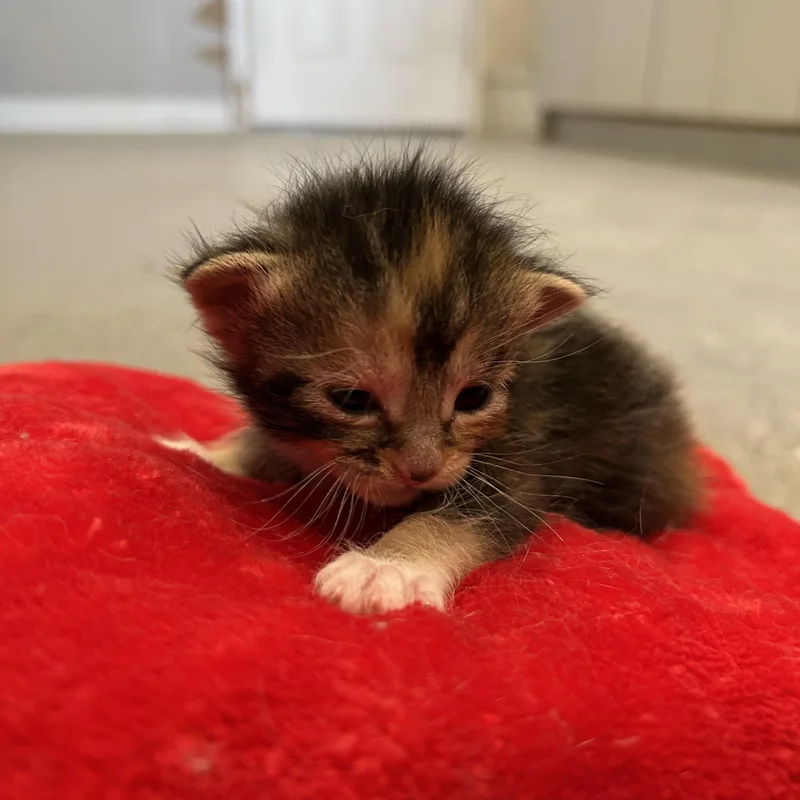 A baby small-sized female Domestic Short Hair cat named Meadow for adoption in Seward, NE