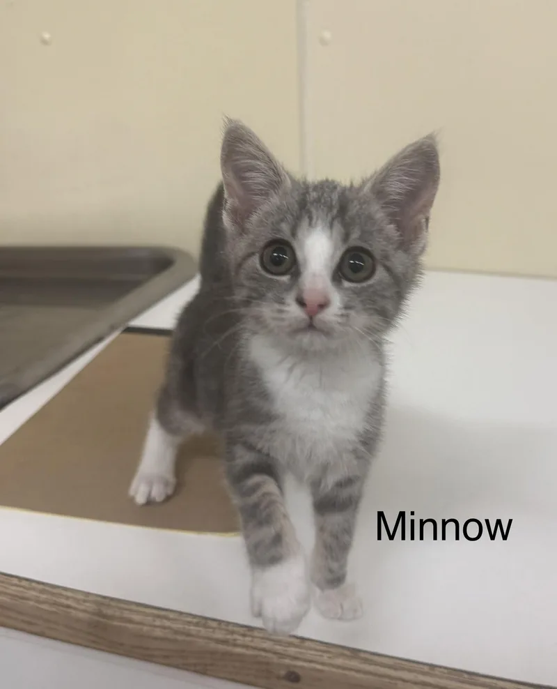 A baby medium-sized female Gray & White Domestic Short Hair cat named Minnow for adoption in Ulster, PA