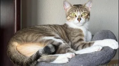A young medium-sized female Tabby (Brown / Chocolate) Domestic Short Hair cat named Misha for adoption in Liverpool, TX