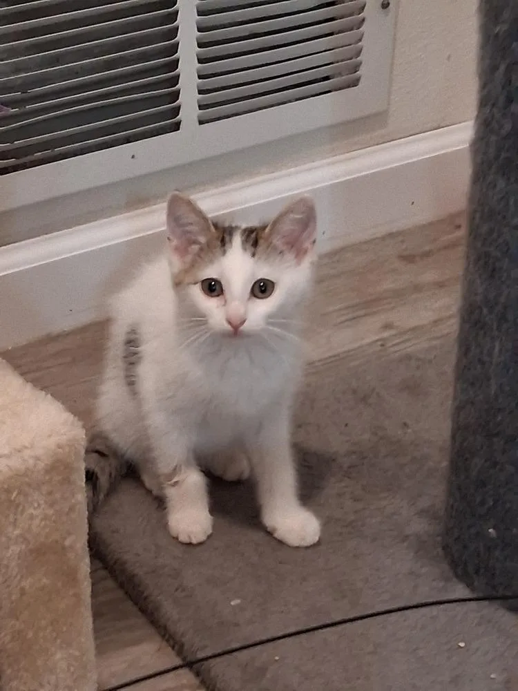 A baby small-sized male Black & White / Tuxedo Domestic Short Hair cat named Lagoon for adoption in Westfield, WI