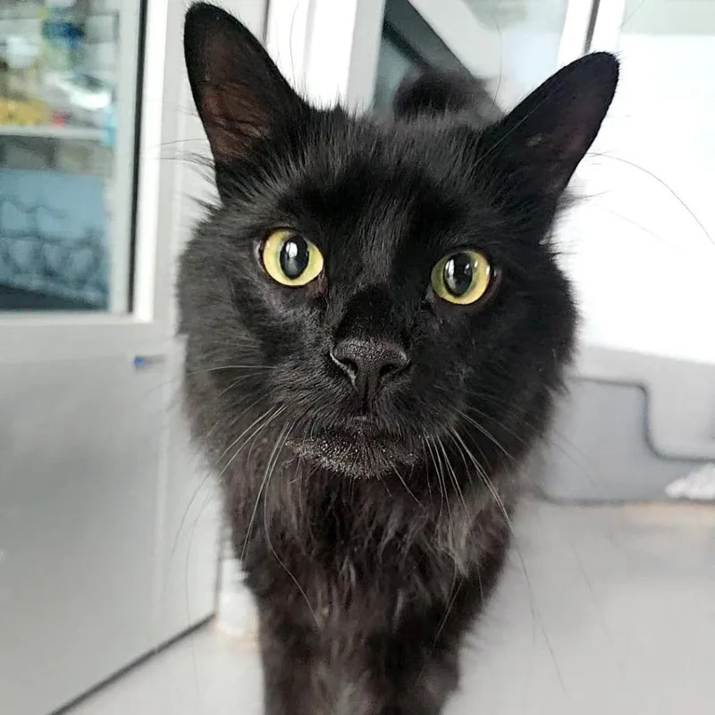 An adult medium-sized male Domestic Medium Hair cat named Reggie for adoption in Lakewood, CO