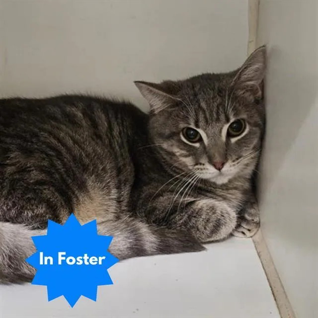 A young small-sized male Domestic Short Hair cat named Creature for adoption in Indianapolis, IN