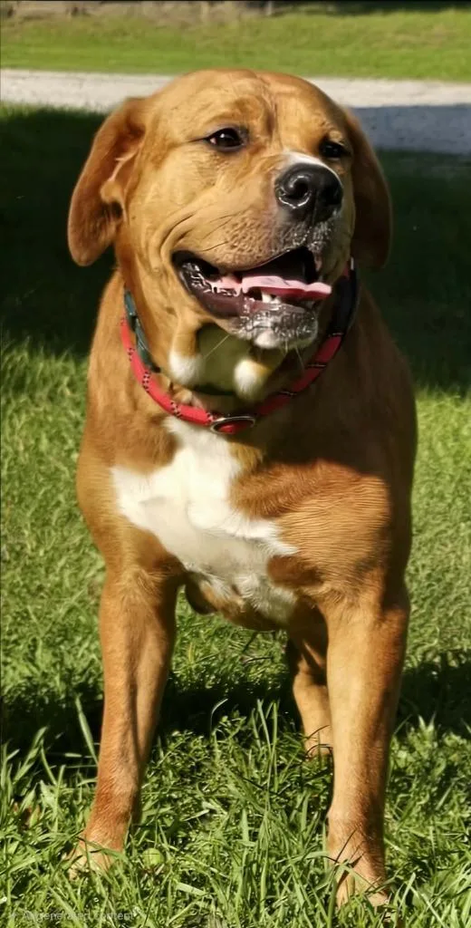 Junior