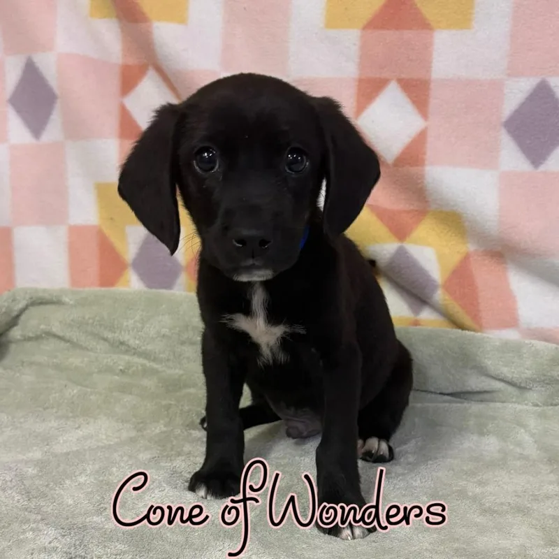 Cone Of Wonders thumbnail 2