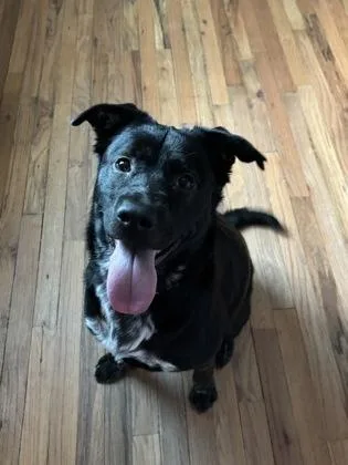 An adult large-sized female Retriever dog named Wednesday for adoption in Savannah, GA
