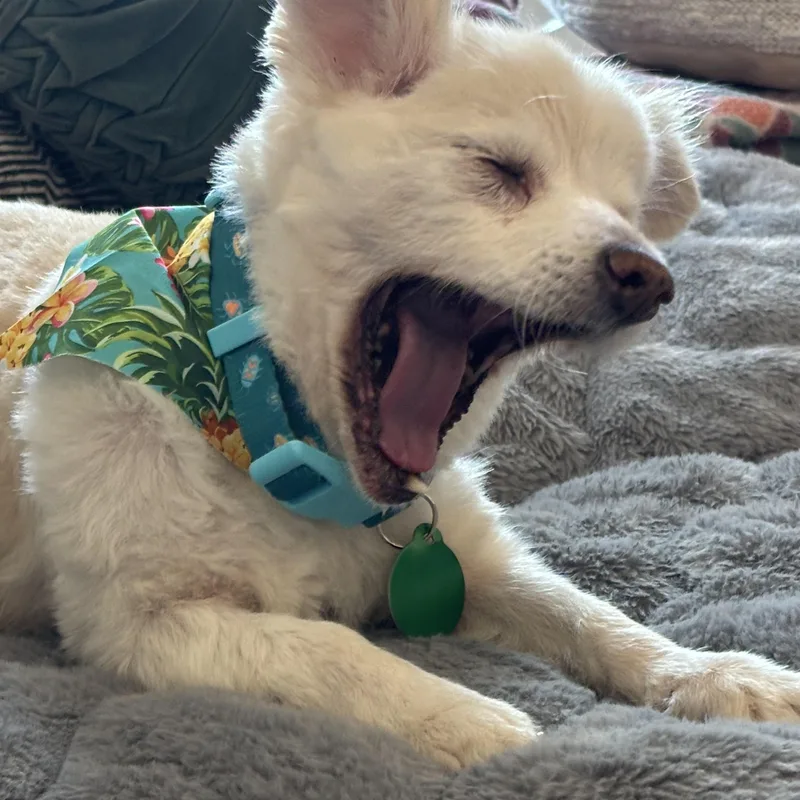 A senior small-sized female Apricot / Beige Pomeranian dog named Romilly for adoption in West Hollywood, CA