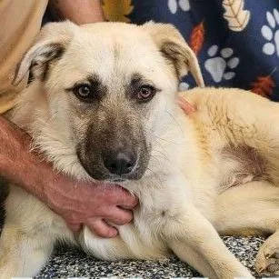 An adult medium-sized female Yellow / Tan / Blond / Fawn Anatolian Shepherd dog named Mixey D for adoption in Princeton, MN