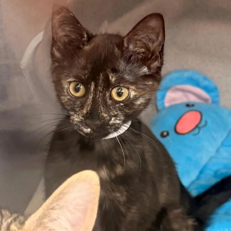 A baby small-sized female Tortoiseshell Domestic Short Hair cat named Hazmat for adoption in Evansville, IN