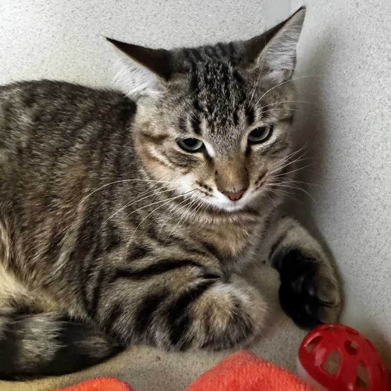 A baby medium-sized male Domestic Short Hair cat named Trevor for adoption in Redwood City, CA
