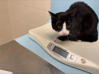 An adult small-sized female Domestic Short Hair cat named Cali for adoption in Woodbury, MN