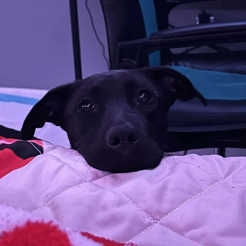 An adult medium-sized female Black Mixed Breed dog named Hope for adoption in Columbus, GA