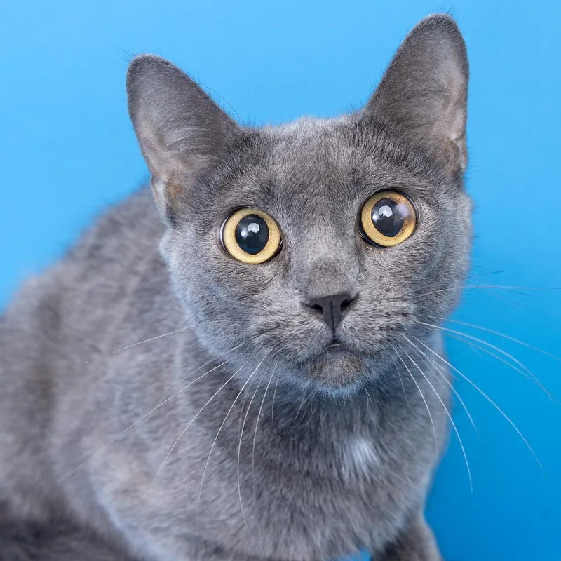 An adult medium-sized male Gray / Blue / Silver Domestic Short Hair cat named Luca for adoption in Franklin, TN