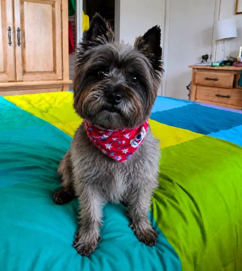 An adult small-sized female Cairn Terrier dog named Cici for adoption in Palm City, FL