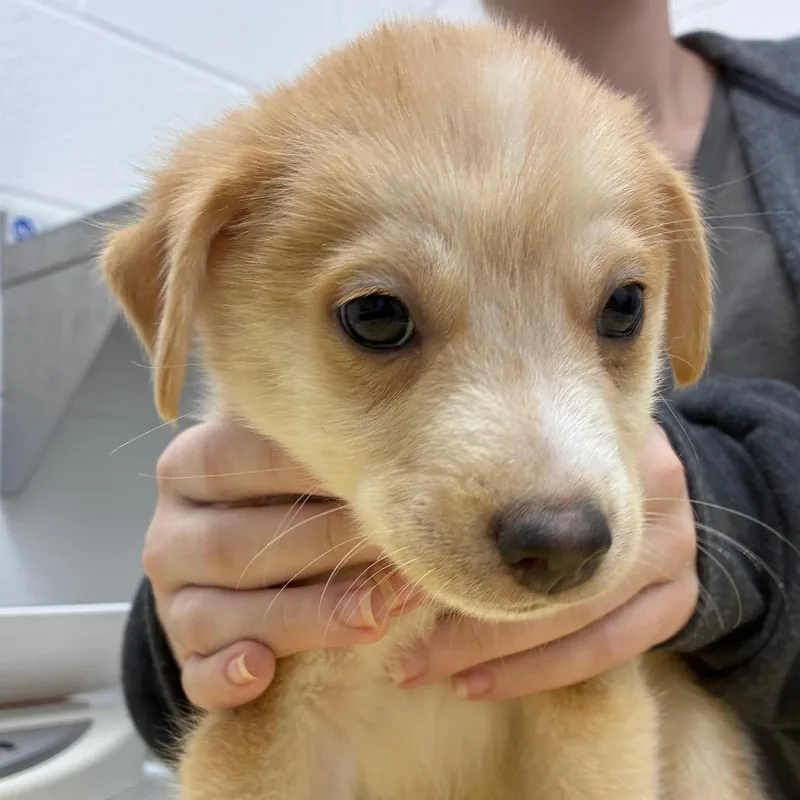 A baby small-sized male Yellow / Tan / Blond / Fawn Labrador Retriever dog named Boot "Scoot n Boogie" for adoption in Corpus Christi, TX