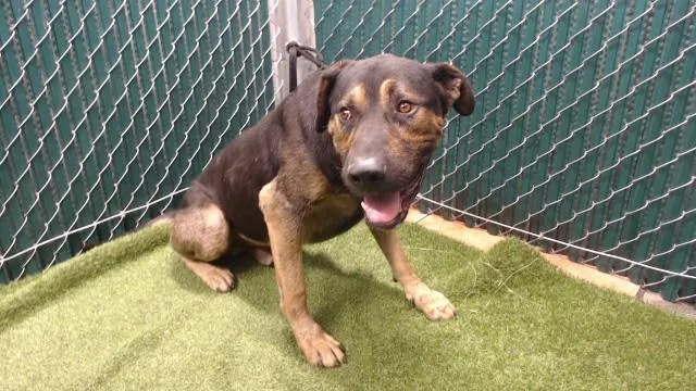 An adult large-sized male German Shepherd Dog dog named Benji for adoption in Downey, CA