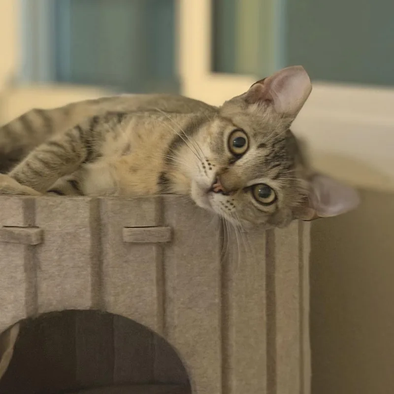 A young small-sized female Buff / Tan / Fawn Domestic Short Hair cat named Frida for adoption in Los Angeles, CA