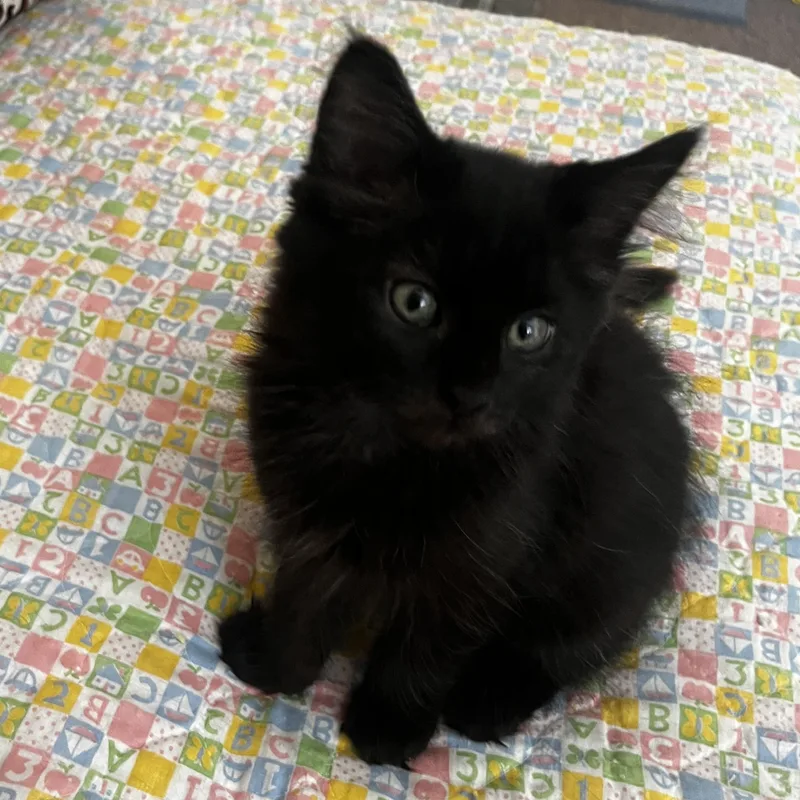 A baby medium-sized female Domestic Long Hair cat named Toast for adoption in Wyandotte, MI