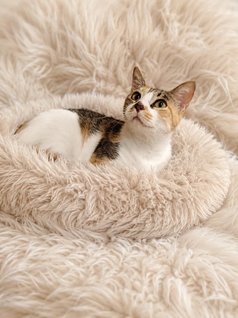 A young medium-sized female Calico Domestic Short Hair cat named Dixie for adoption in Cleveland, TX