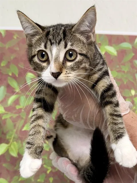 A baby small-sized female Domestic Short Hair cat named Mj for adoption in San Antonio, TX